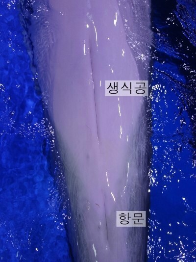 돌고래의 거기는 핑크색이구나. | 유머 게시판 | RULIWEB 돌고래의 거기는 핑크색이구나. | 유머 게시판 | Ruliweb