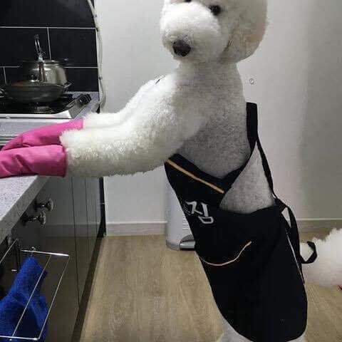 사람들이 똑똑한 개 품종에 대해 착각하는거_2.jpeg