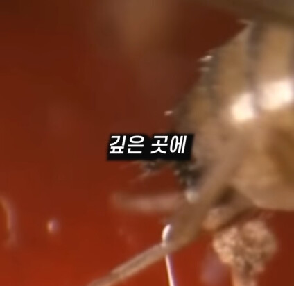 [혐] 딸기에 있는 하얀 털의 비밀_6.jpg