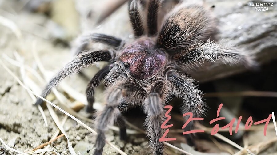 거미 타란튤라 애완시장의 터줏대감