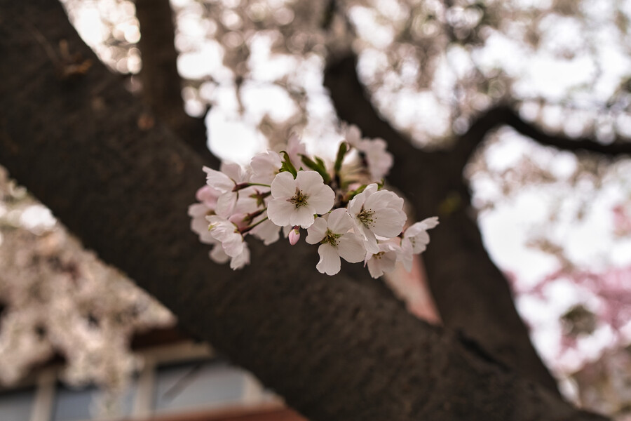 봄에 찍었던 사진 몇장 올려봅니다._3.jpg