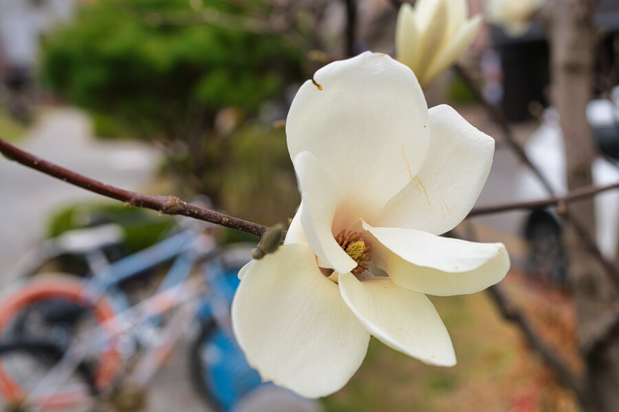 봄에 찍었던 사진 몇장 올려봅니다._4.jpg