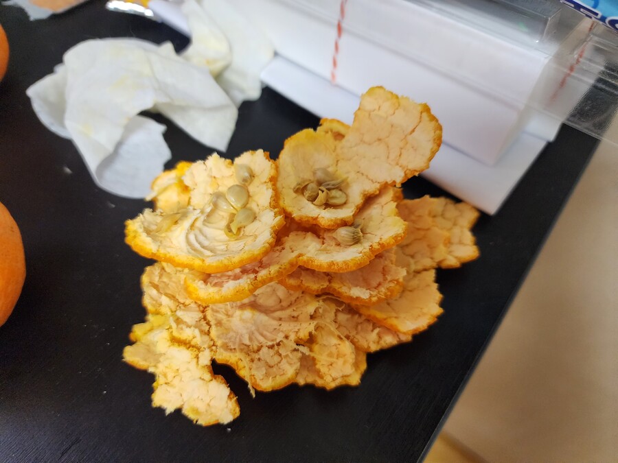 귤)도 씨가있네?.jpg_1.jpg