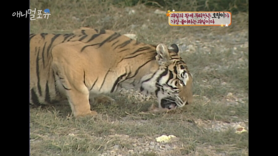 의외로 킹냥이가 환장하는 과일 .jpg_9.png