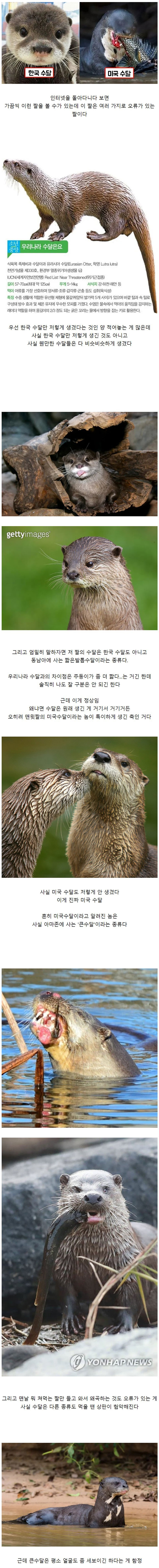 수달에 관한 오해_1.jpeg