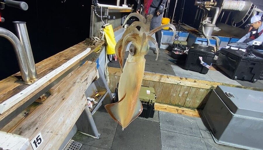 한치 낚시 다녀왔습니다 ( 사진, 영상 있어욜~ )_14.jpg