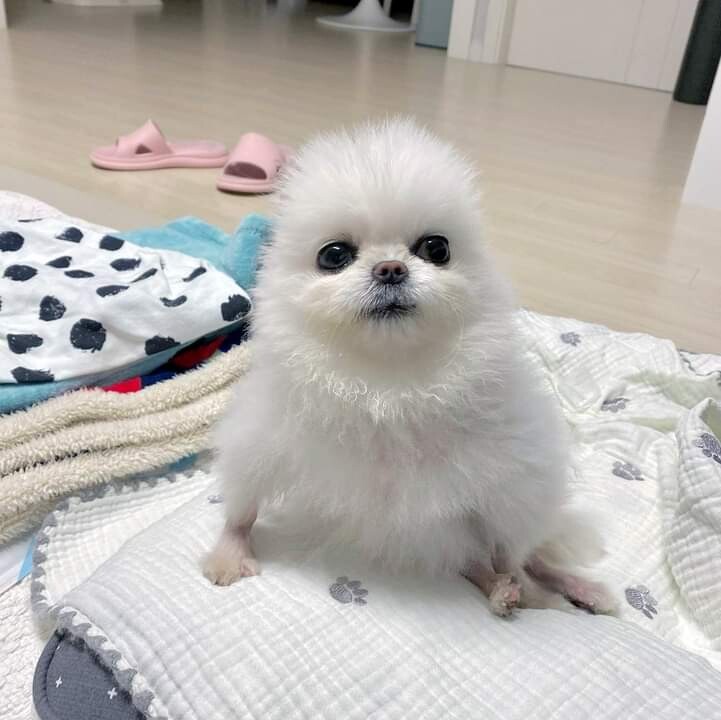 포메라고 데려왔더니 갈수록 병아리가 되어가는 강아지_2.jpg