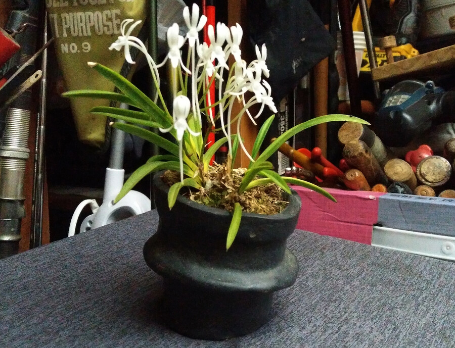 우리집의 석난속의 피어난 꽃_3.jpg