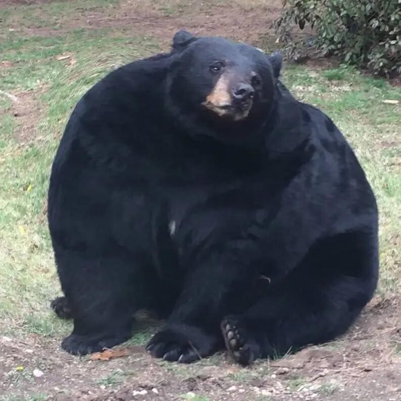 동면 들어가기전의 살찐 곰 ㄷㄷㄷ