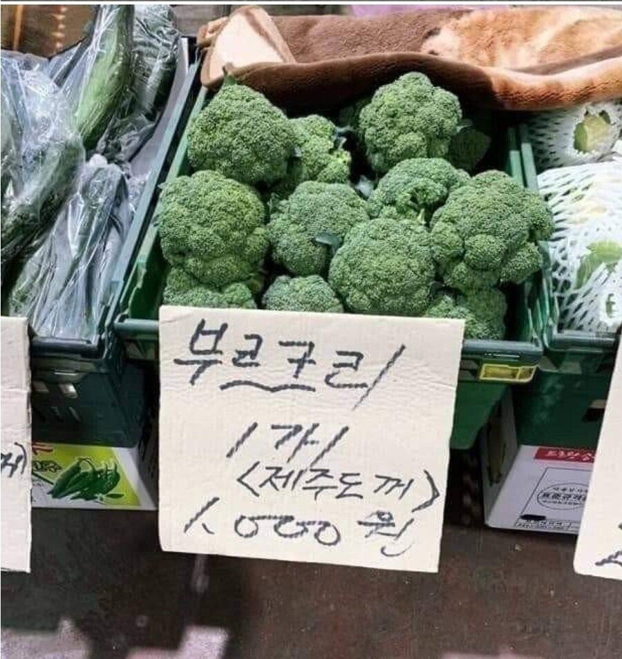 보리꼬리 브로커 브로뻐큐 모음_1.jpg