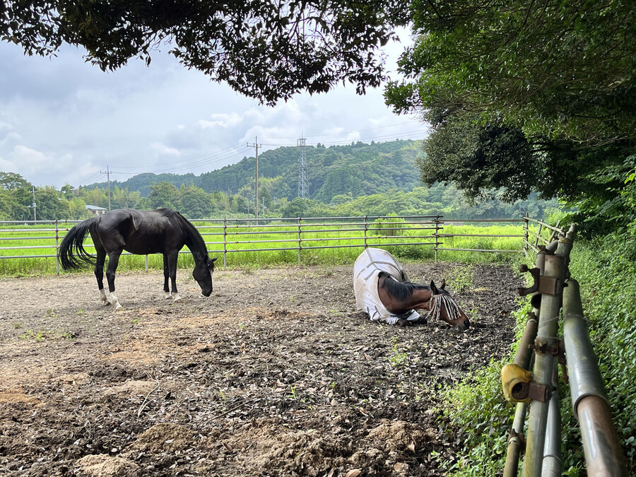 말딸) 하루 우라라 (원본) 근황_1.jpg
