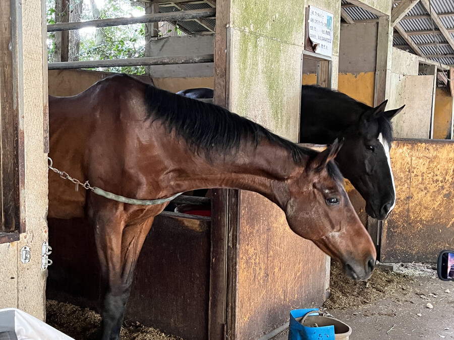 말딸) 하루 우라라 (원본) 근황_2.jpg