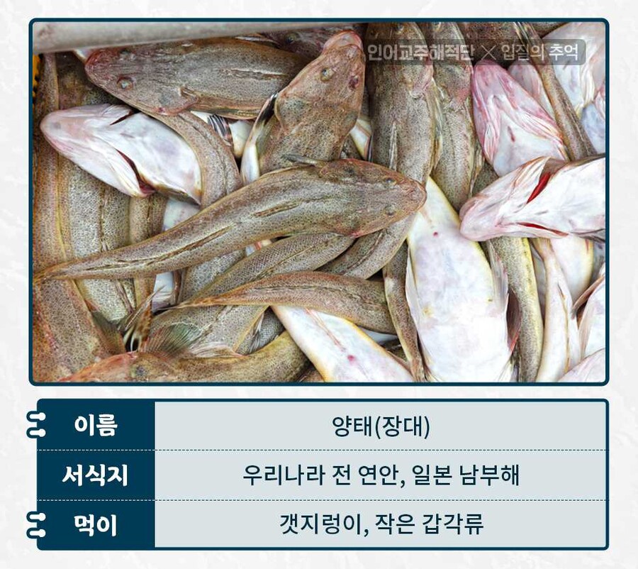 여름의 복어라고 불리는 생선.jpg | 유머 게시판 여름의 복어라고 불리는 생선.jpg | 유머 게시판 | 루리웹