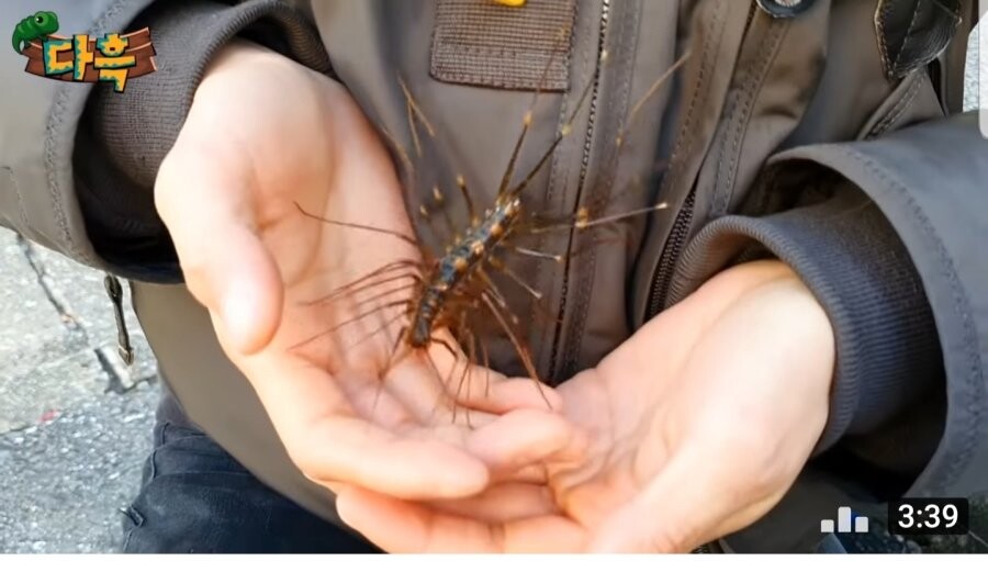 [약혐] 일본에 있는 돈벌레_3.jpg