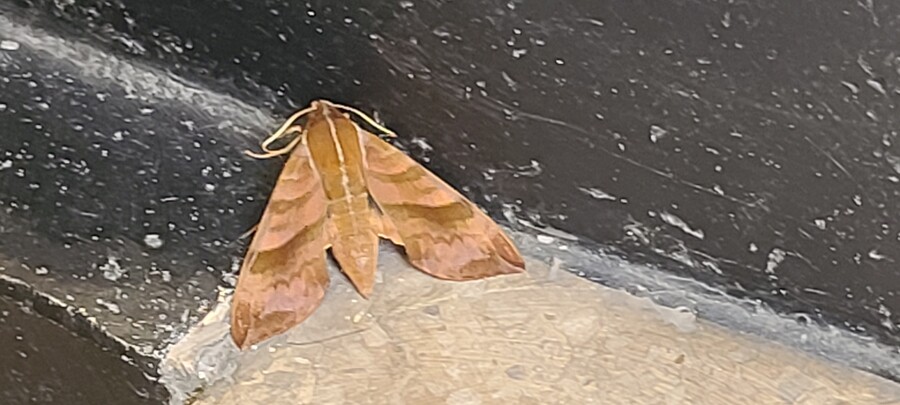 혐오)님드라 이것보셈 존나큰 나방임_1.jpg