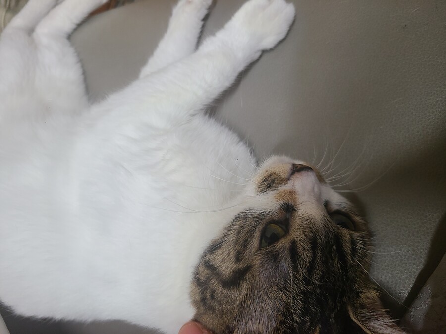 중소기업 고양이 데려오지마라..._4.jpg