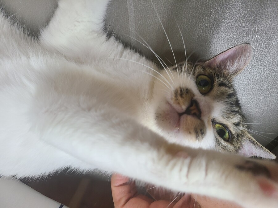 중소기업 고양이 데려오지마라..._5.jpg