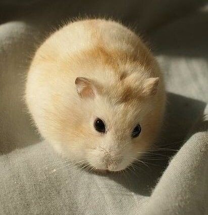 급속한 온난화로 인한 찰떡아이스 근황.jpg_6.jpeg