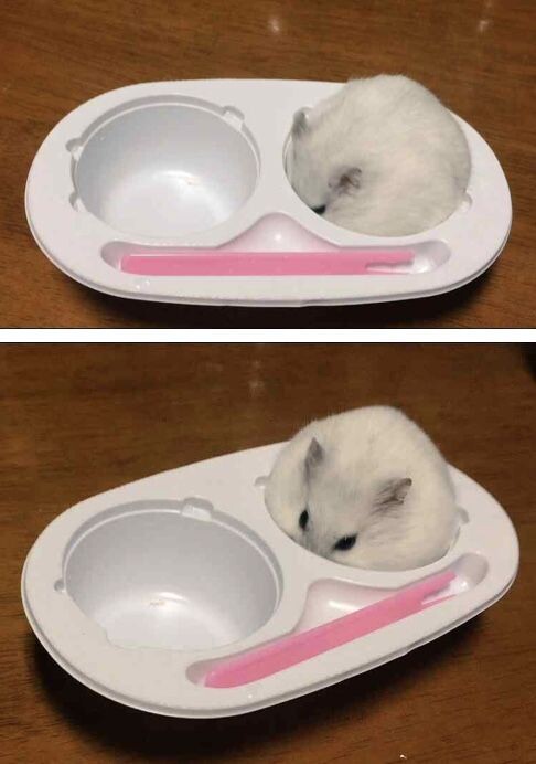 급속한 온난화로 인한 찰떡아이스 근황.jpg_9.jpeg