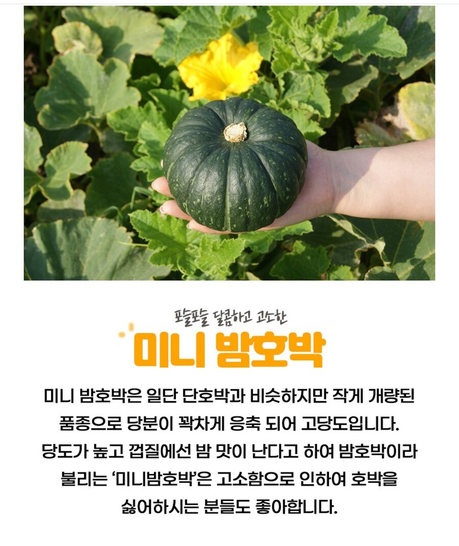 [네이버] 고소한 제주 미니단호박 보우짱 8900원~ 무배_3.jpg