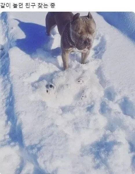 같이 놀던 친구가 없어져서 당황한 댕댕이.jpg_1.jpg