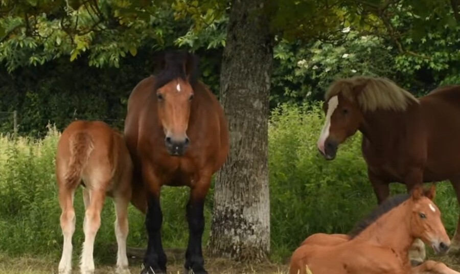 경주마가 유리몸인 이유_3.jpg