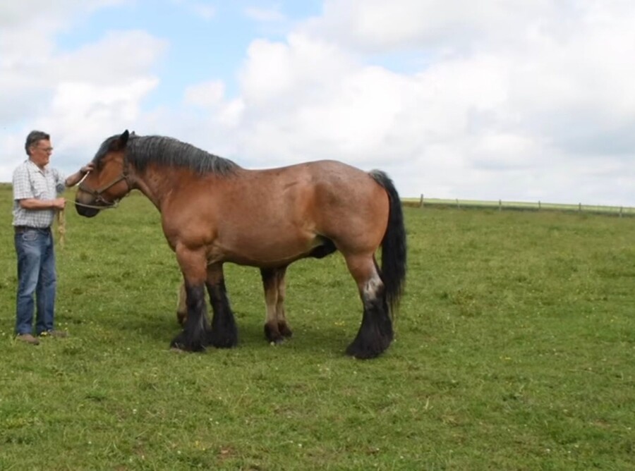 경주마가 유리몸인 이유_4.jpg