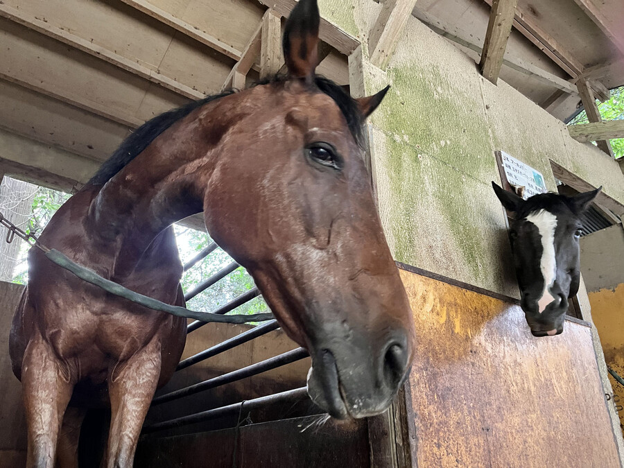 말딸) 하루 우라라 (원본) 근황_1.jpg