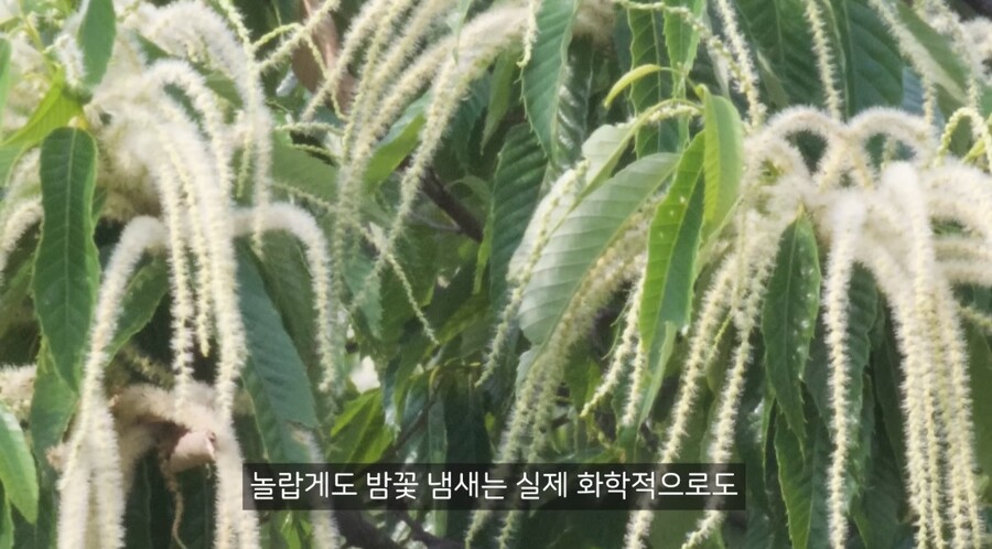 밤꽃 냄새가 그 냄새와 비슷한 이유_2.jpg