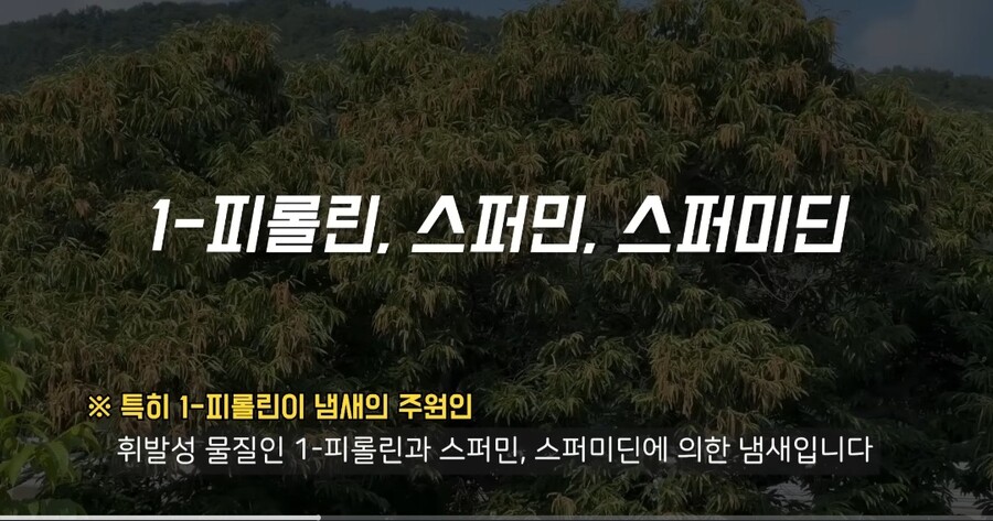 밤꽃 냄새가 그 냄새와 비슷한 이유_4.jpg