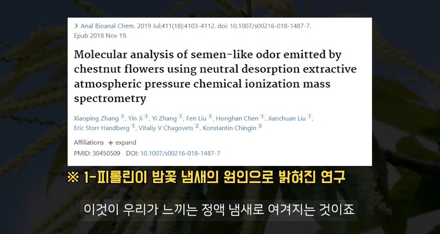 밤꽃 냄새가 그 냄새와 비슷한 이유_7.jpg