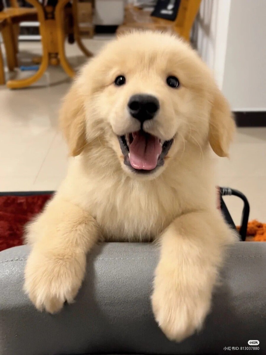 개인 적으로 가장 좋아하는 리트리버 얼굴표정.jpg_3.jpg