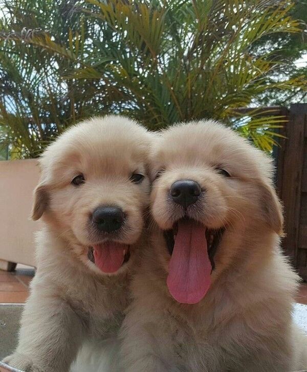 개인 적으로 가장 좋아하는 리트리버 얼굴표정.jpg_4.jpg