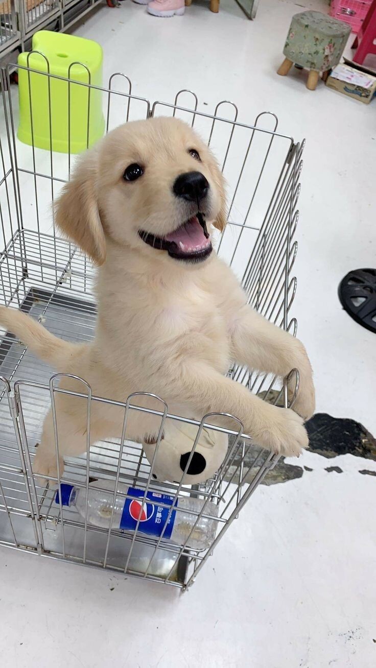 개인 적으로 가장 좋아하는 리트리버 얼굴표정.jpg_5.jpg