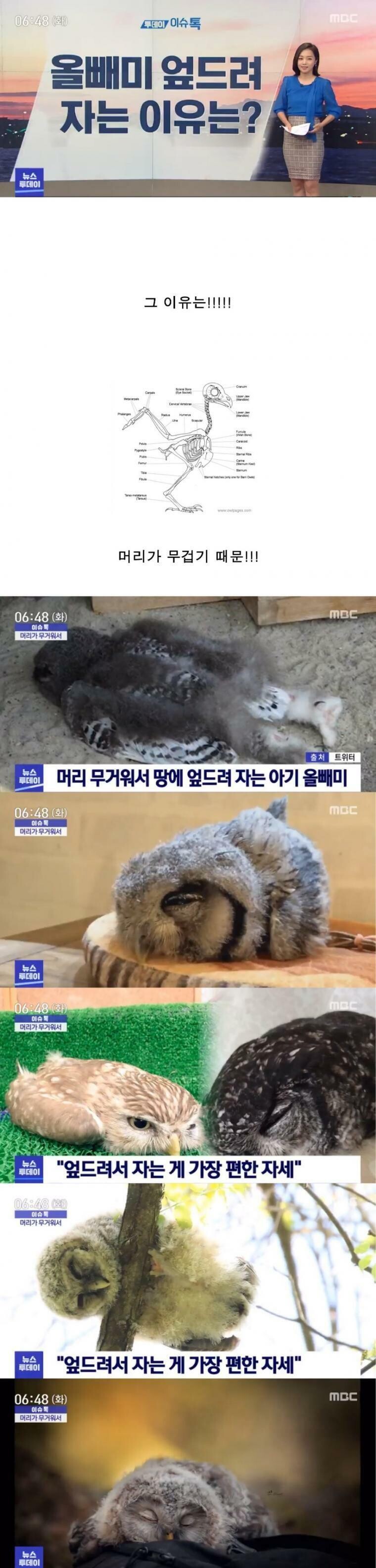 님들 올빼미 자는 모습 본적 있음?_1.jpeg