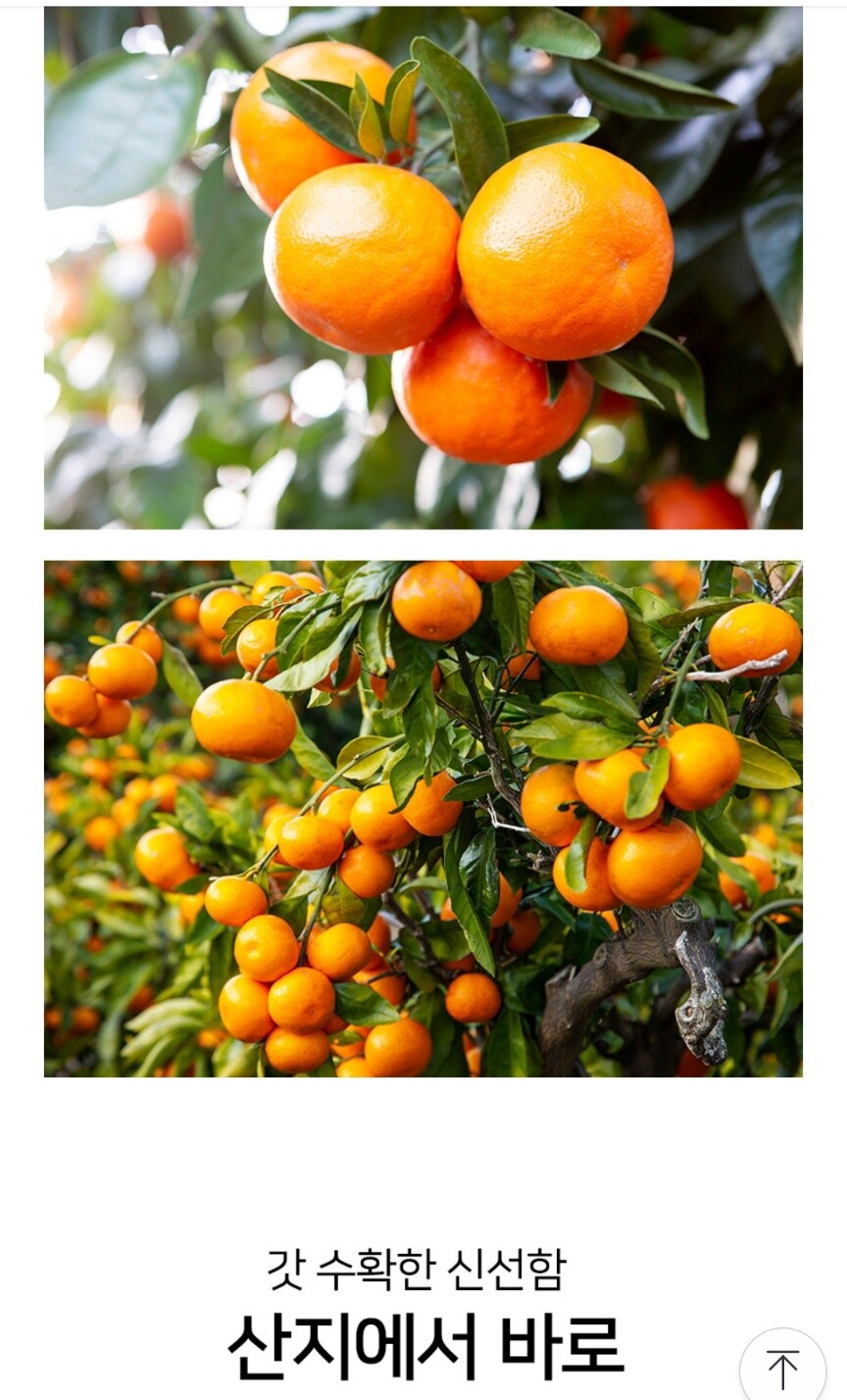 [네이버] 제주 산지직송 하우스감귤/ 15400원 무배_3.jpg
