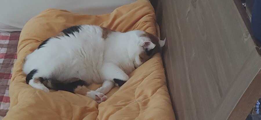 화제의 그것을 달린다!!!_4.jpg