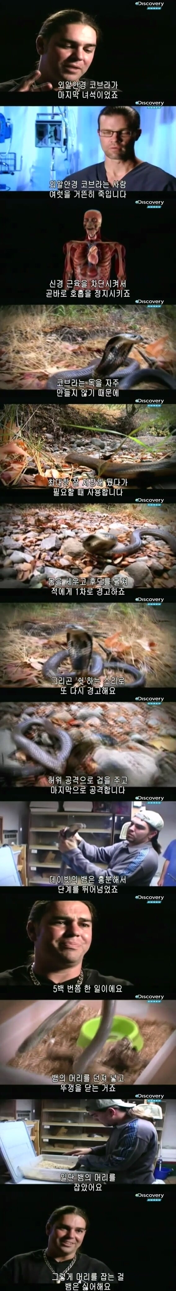 [극혐] 코브라한테 물려서 몸에 구멍이 생긴 남자.jpg_2.jpg