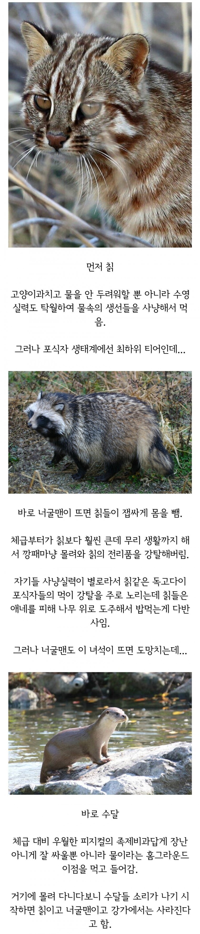 한국 강 생태계 피라미드_1.jpg