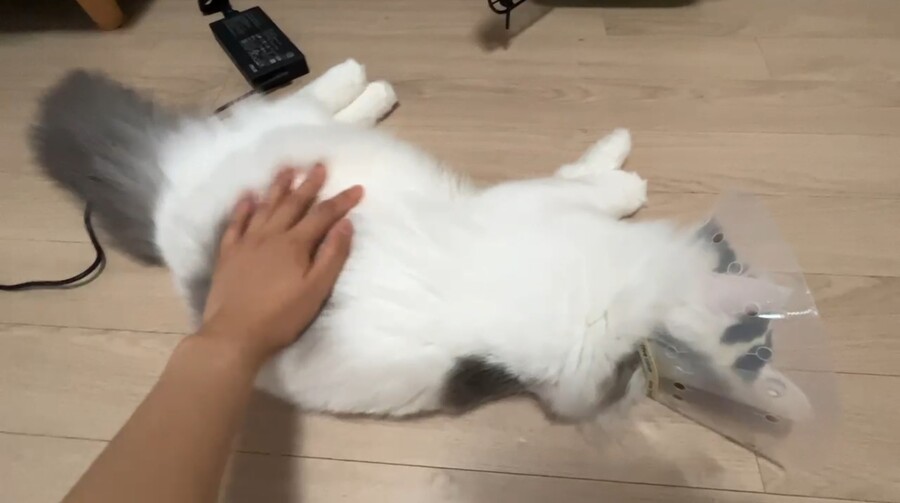 불법)동생이 고양이를 데려와서 키우는데 사이즈가 이상해_1.jpg