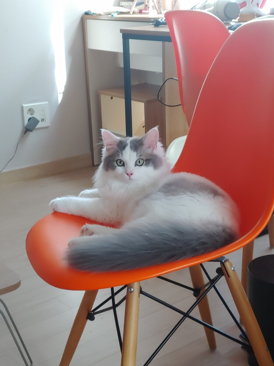 불법)동생이 고양이를 데려와서 키우는데 사이즈가 이상해_2.jpg