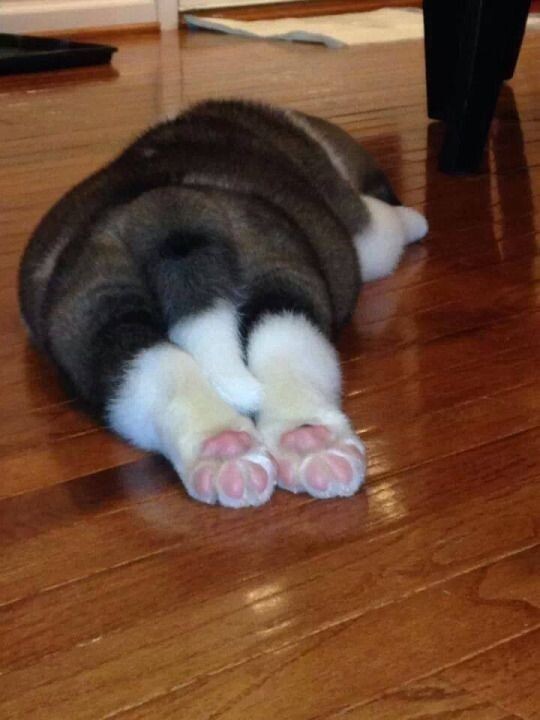 개인적으로 양말 신은 강아지 좋아함.jpg_5.jpeg
