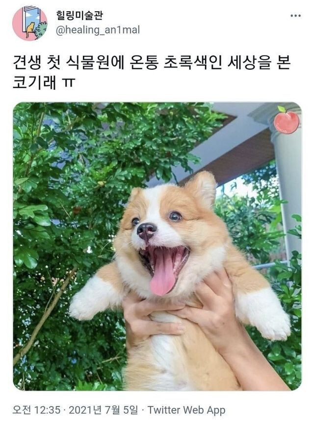 개인적으로 양말 신은 강아지 좋아함.jpg_15.jpeg