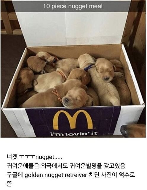 골댕이 "인절미"의 영어권 별명.jpg_2.jpg