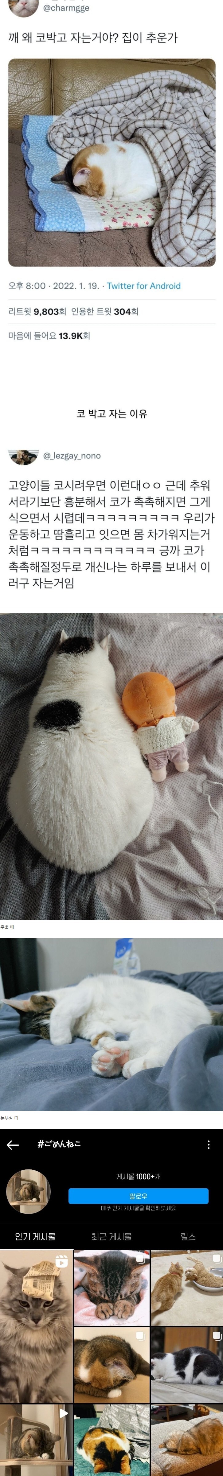 고양이가 코 박고 자는 이유.jpg_1.jpg