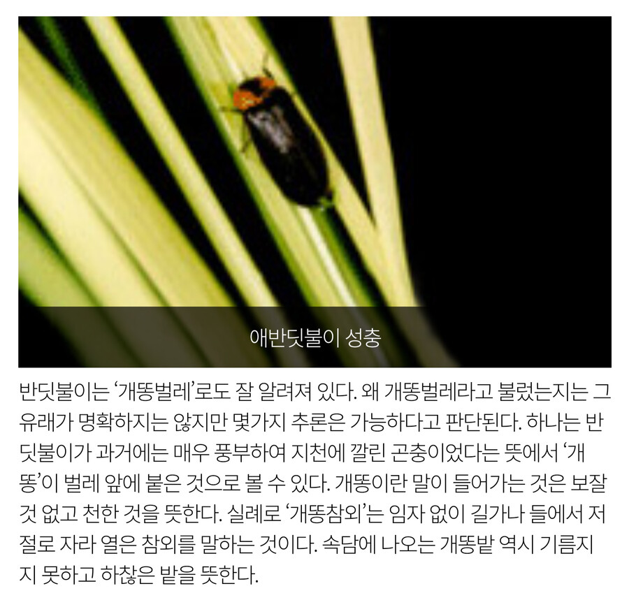 귀 스트레칭 개똥벌레