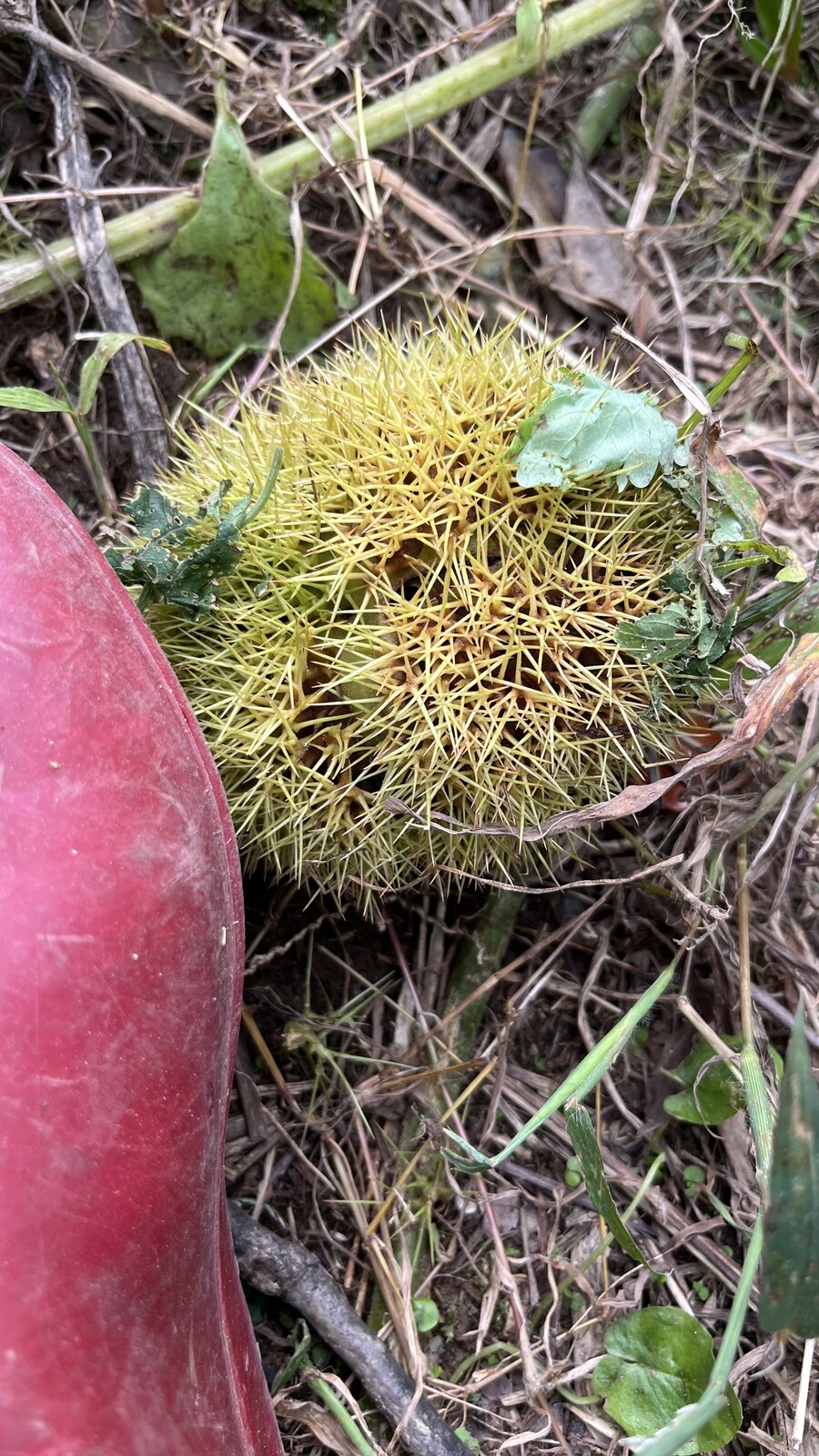 오늘 사냥한 고슴도치(밤)_2.jpeg