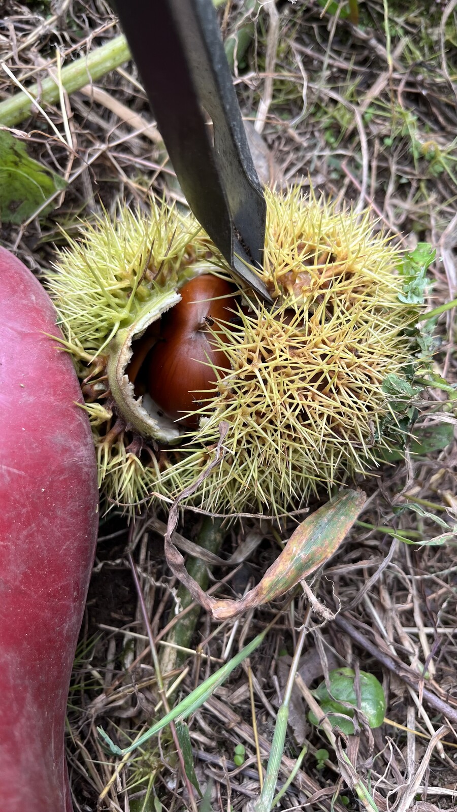 오늘 사냥한 고슴도치(밤)_3.jpeg