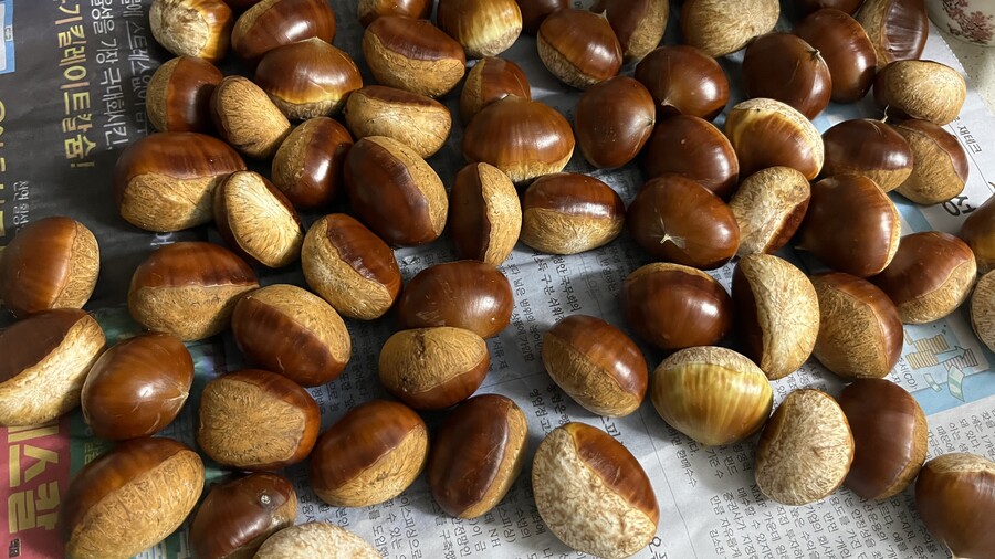 오늘 사냥한 고슴도치(밤)_5.jpeg