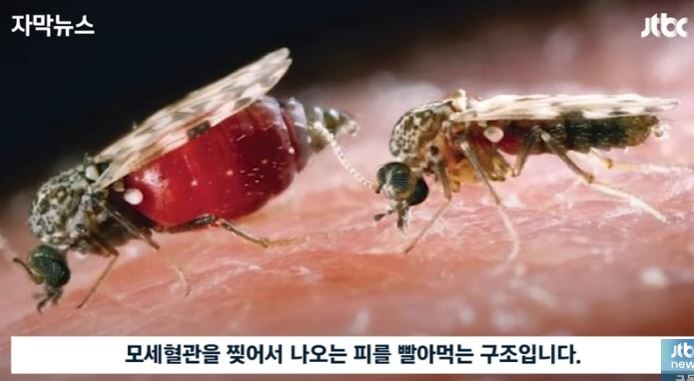 독도 모기가 피를 빠는 방법_2.jpg
